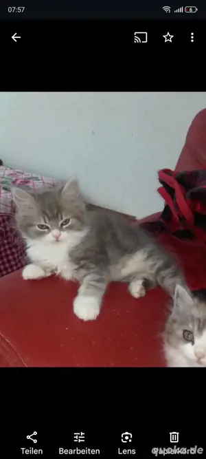 Britisch Langhasr kater