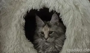Mainecoon dame 