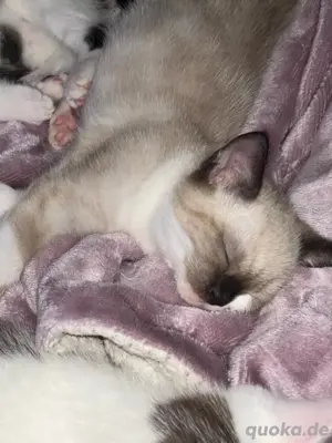    Siam Kitten   8 Wochen alt   Abzugeben   