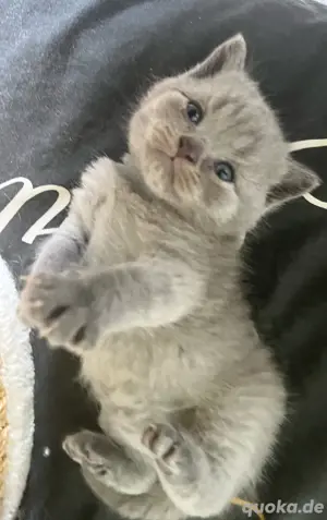 bkh kater wini blau sucht ab ende juli neues zuhause 
