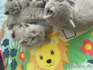 Britisch Kurzhaar Kitten 