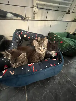 Vier süße kleine kitten suchen noch ein Zuhause 
