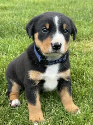 Appenzeller Sennenhunde Welpen  Schweizer Bild 5