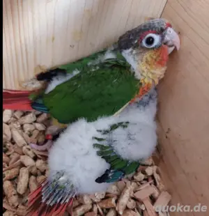 Molina Sittich, Küken, Pyrrhura Molinae, Grünwangen Rotschwanz, Gelbseiten, Baby , Zwerg Papagei 