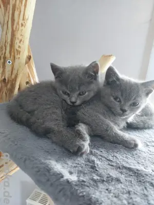 Bkh  Kitten