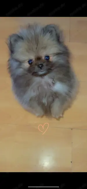 Pomeranian Welpe ab sofort 