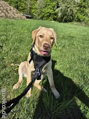 Labrador goldner retriever abzugeben 