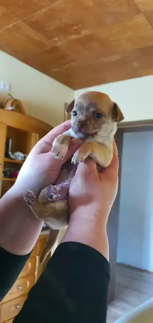 Mini Chihuahua 2 Rüde