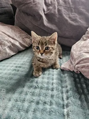 kleiner Norwegischer Waldkatzen Mix Tiger 