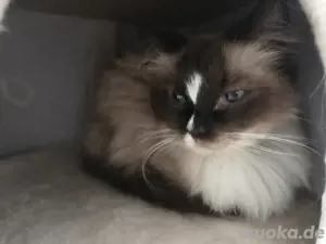 Ragdoll Dame