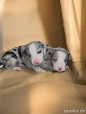 Mini   Toy Aussi Australian Shepherd F1 Kurzhaar