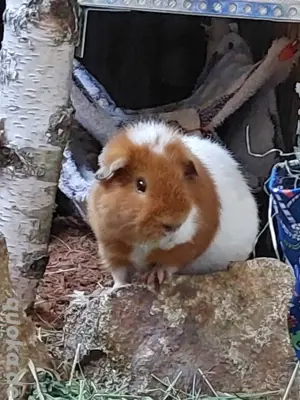 US Teddy Meerschweinchen Kastrat Bock + Weibchen Bild 2