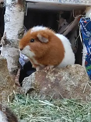US Teddy Meerschweinchen Kastrat Bock + Weibchen