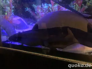 Schokoladenbraune Axolotl Dame zu verkaufen!