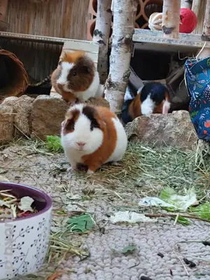 US Teddy Meerschweinchen Bock Kastrat + Weibchen
