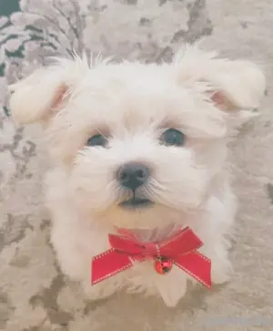 Malteser welpe 