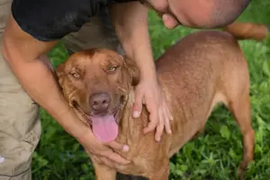 *ELLI* ist eine freundliche und fröhliche Hündin, die die Nähe zu den Menschen liebt