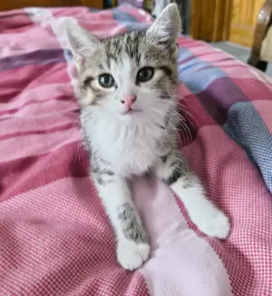 Ägäische Katzenrasse 