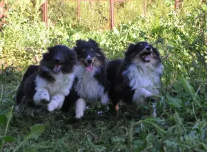 Sheltie-Welpen mit FCI-Dokumenten Jungs