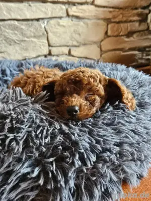 Toy Pudel Welpen 