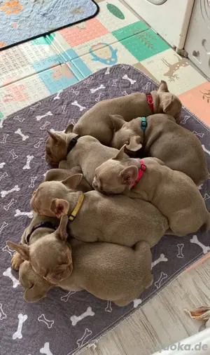 Französische Bulldoggen Premium Wurfankündigung Herbst 25