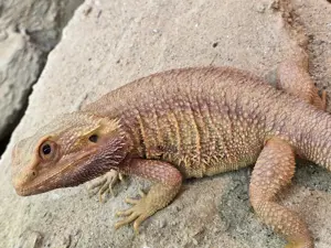  Color stripe hypo Trans Weibchen