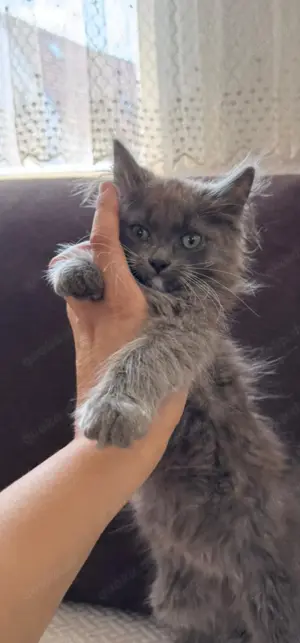 Maine coon heilige Birma mix kitten Babykatze Katze