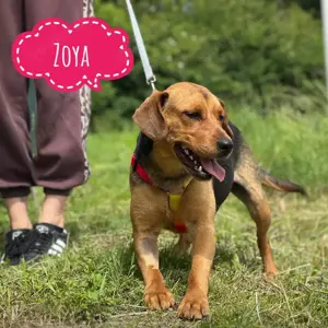 Zoya, junge, verspielte Hündin, Polnische Bracke