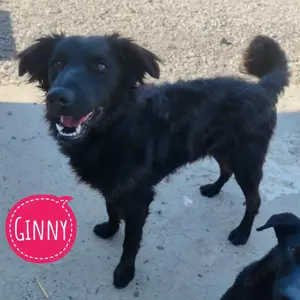 Ginny, wunderschöne und liebe Mischlings Hündin, Kroatischer Schäferhund, Retriever