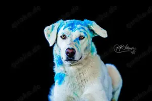 Whity sucht herdenschutzerfahrenes Zuhause  Bild 9