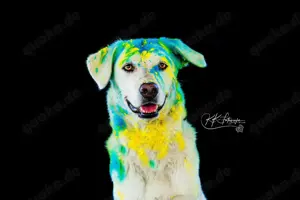 Whity sucht herdenschutzerfahrenes Zuhause  Bild 6