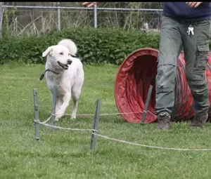 Whity sucht herdenschutzerfahrenes Zuhause  Bild 7