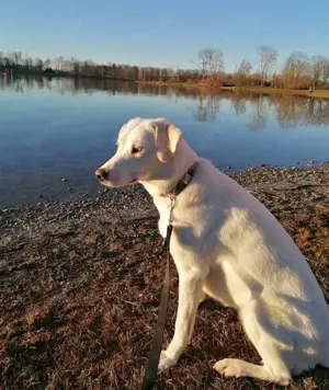 Whity sucht herdenschutzerfahrenes Zuhause  Bild 5