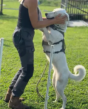 Whity sucht herdenschutzerfahrenes Zuhause  Bild 10