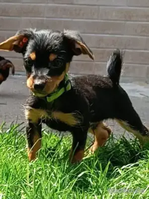 Yorkshire Terrier Welpen