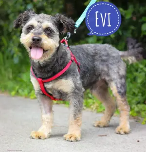 Evi, lieber und wunderhübscher Yorkshire Terrier Mix