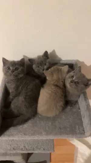Süße Britisch Kurzhaar Kitten!