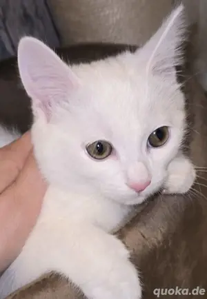 Katzenbaby Kater Kitten