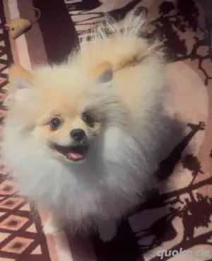 Reinrassige Pomeranian Zwergspitz welpen