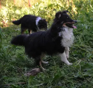 Sheltie-Mädchen FCI
