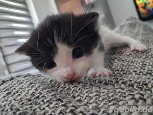 Babykatzen 