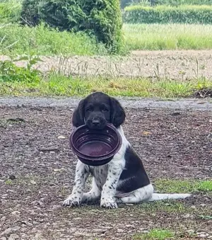 Kleiner Münsterländer Welpen
