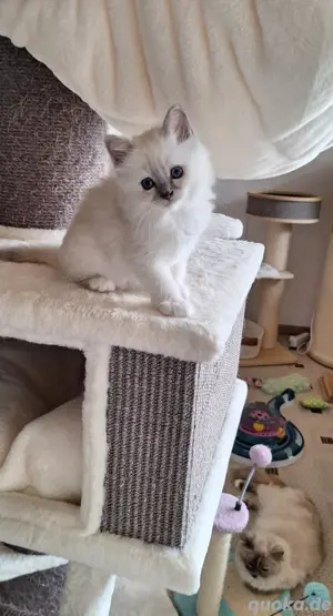 Heilige Birma Kitten ... reinrassig