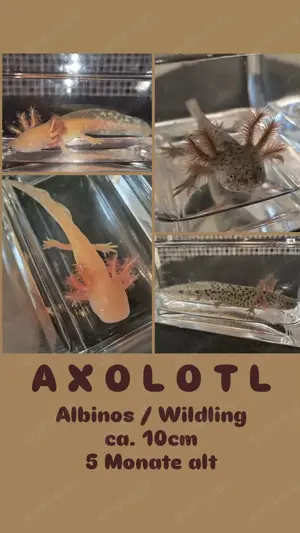 Axolotl-Baby's abzugeben Wildlinge und weiße Albinos 