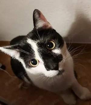 Suche liebevolles Zuhause für Max 4 Jahre