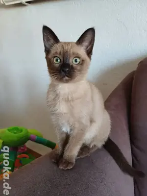 Tonkanese  Siam Kitten 