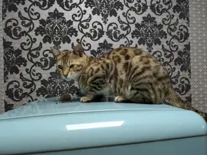 Bengalkater mit handycap