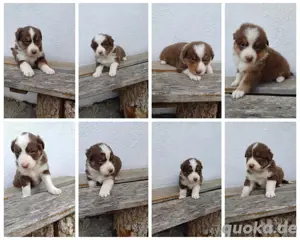 Wunderschöne Australian Shepherd Welpen
