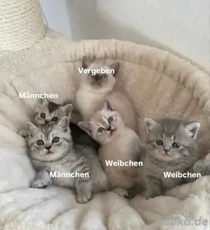 BKH - Brittisch Kurzhaar Kitten - abgabebereit