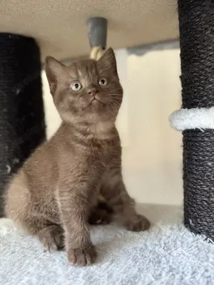 Wunderschöne BKH Kitten 